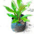 Clove Plant (Laung) Syzygium aromaticum Plant
